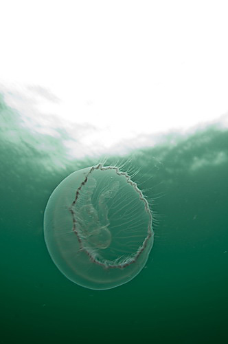 Aurelia aurita
